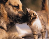 pic_dogandcat.jpg