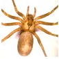 predators-_spider.jpg